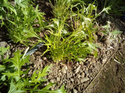 green sprigs growing from dirt